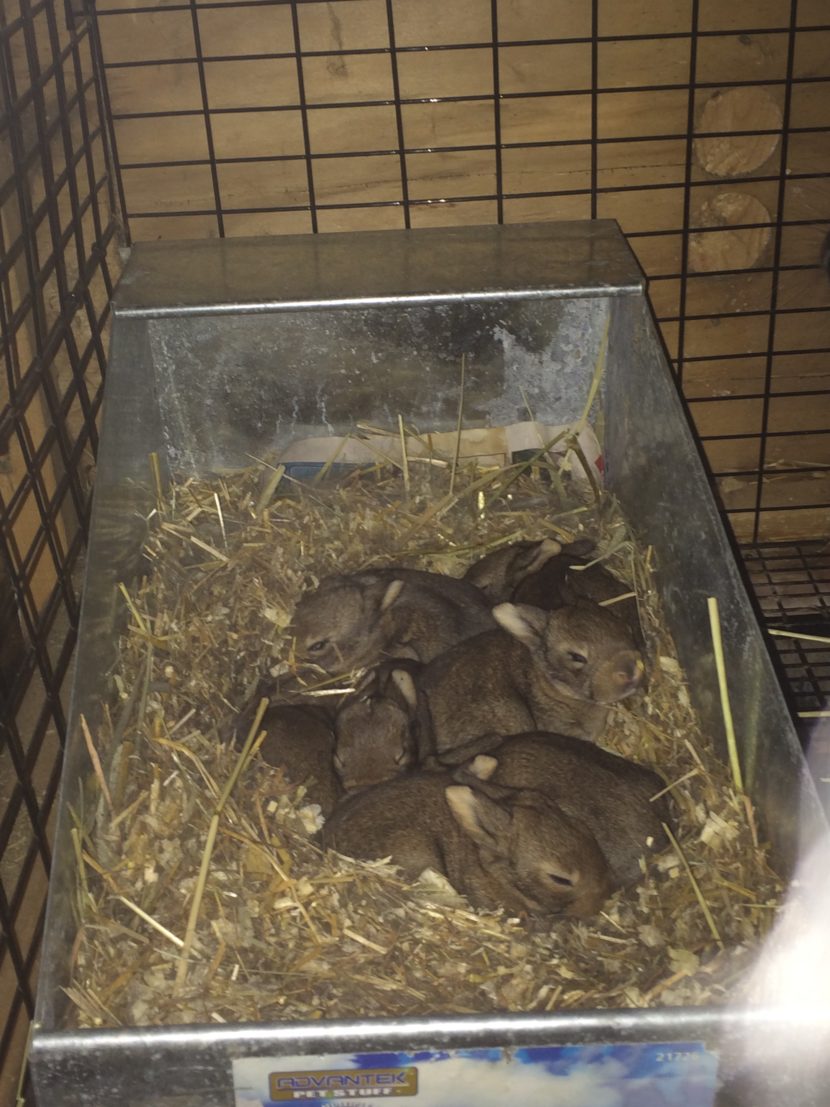 Winter Breeding in the North & Why You May Want to Wait - The Rabbitry ...