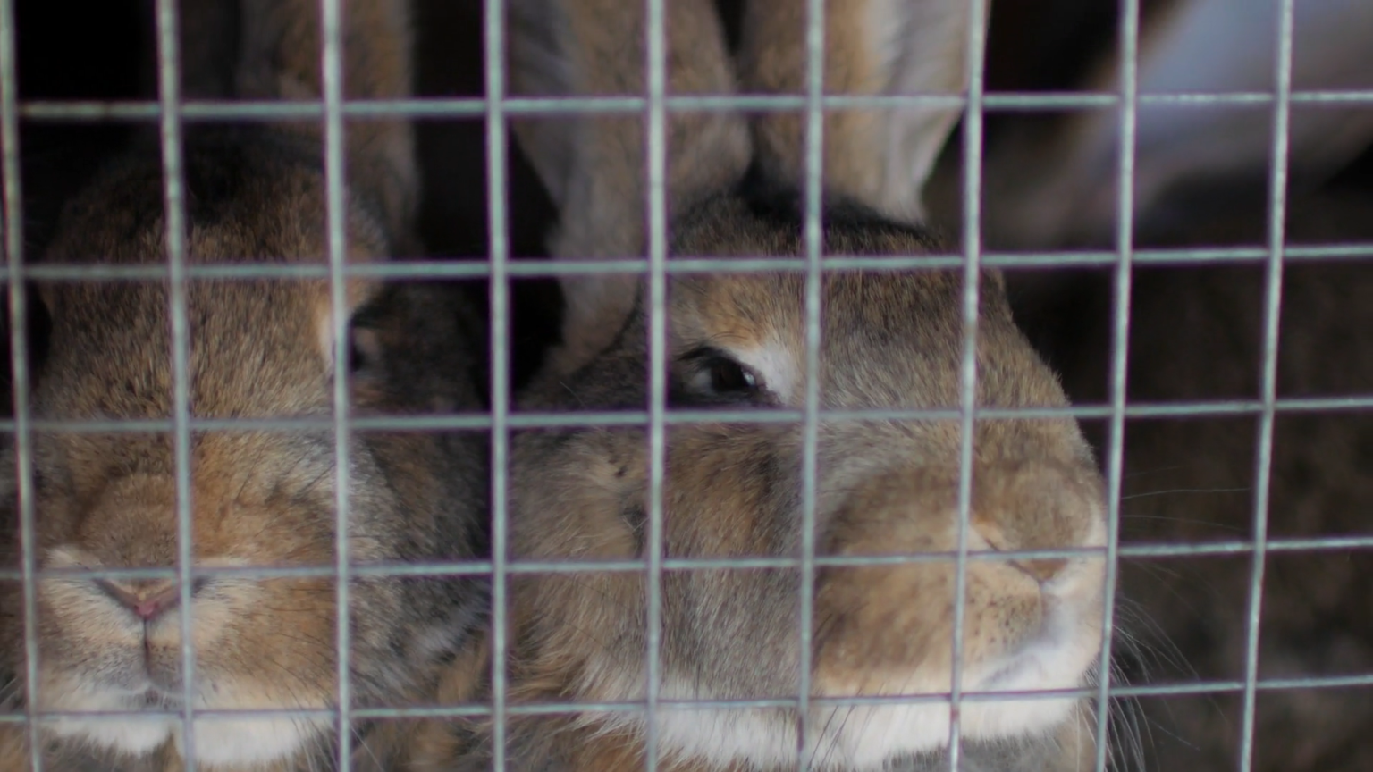 HOW TO BUILD A RABBIT CAGE THAT LASTS The Rabbitry Center