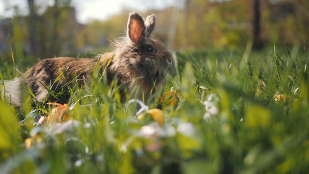 DO RABBITS MAKE A GOOD PET? The Rabbitry Center