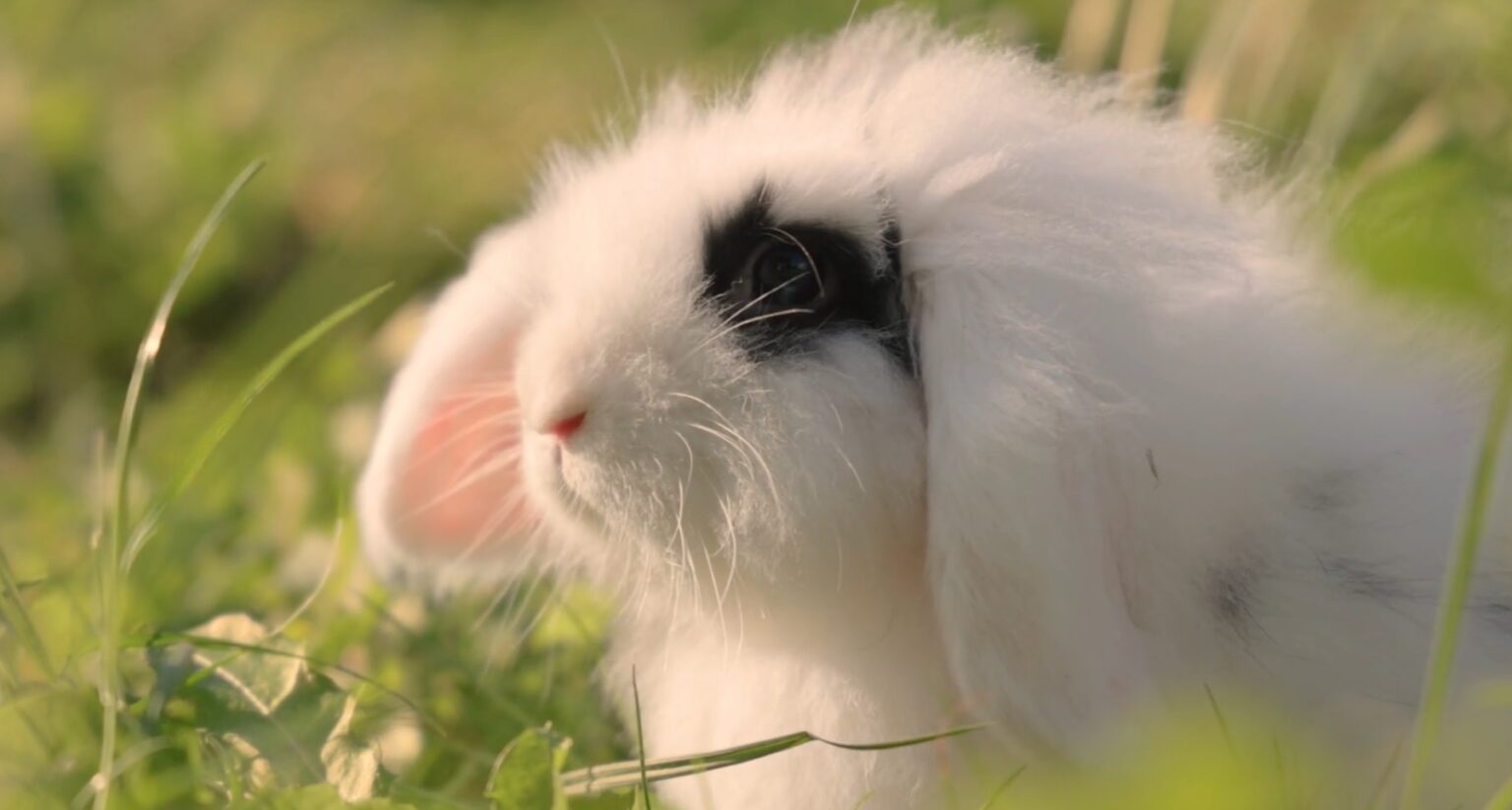 DO RABBITS MAKE A GOOD PET? The Rabbitry Center