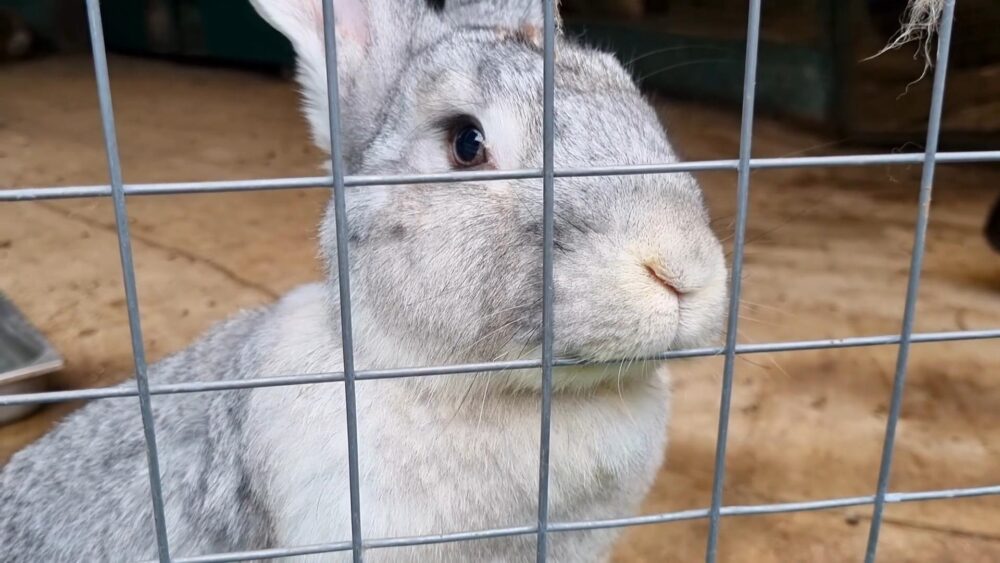 Picking The Right Cage Floor Bottom - The Rabbitry Center