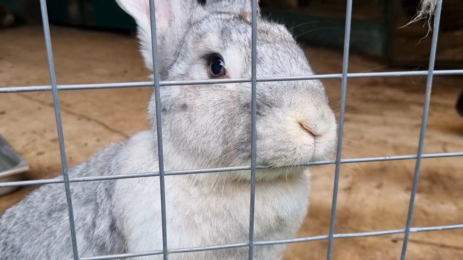 DO RABBITS MAKE A GOOD PET? The Rabbitry Center