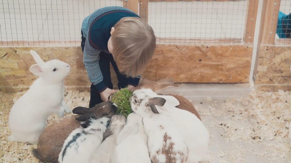 DO RABBITS MAKE A GOOD PET? The Rabbitry Center