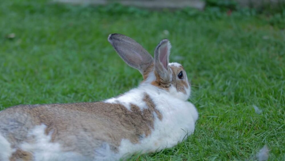 DO RABBITS MAKE A GOOD PET? The Rabbitry Center