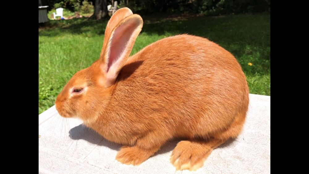 RABBITS - The Rabbitry Center