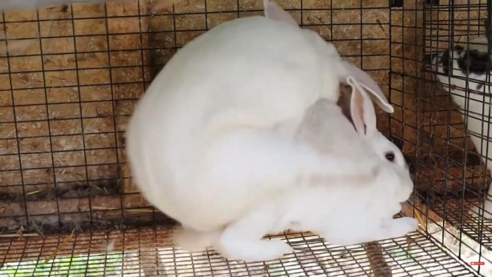 FREQUENTLY ASKED QUESTIONS - The Rabbitry Center