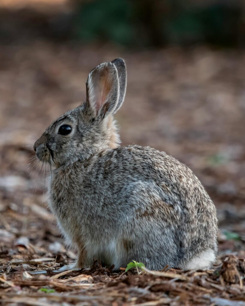 Keeping Cool: How Rabbits Beat the Heat - From the Wild to Your ...