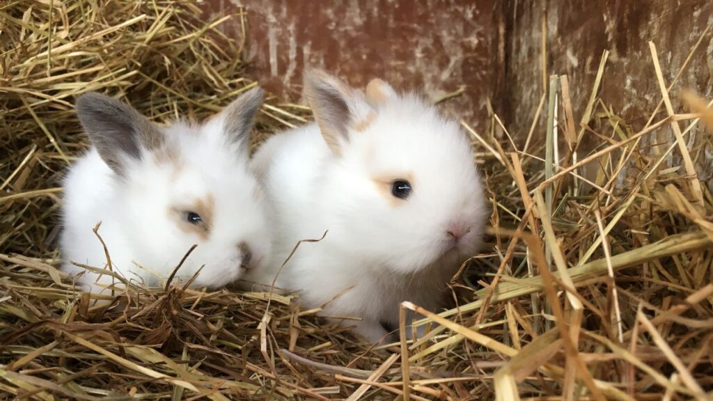Healthy Rabbitry Raising Healthy Baby Rabbits: Common Mistakes to Avoid & Proven Tips ...