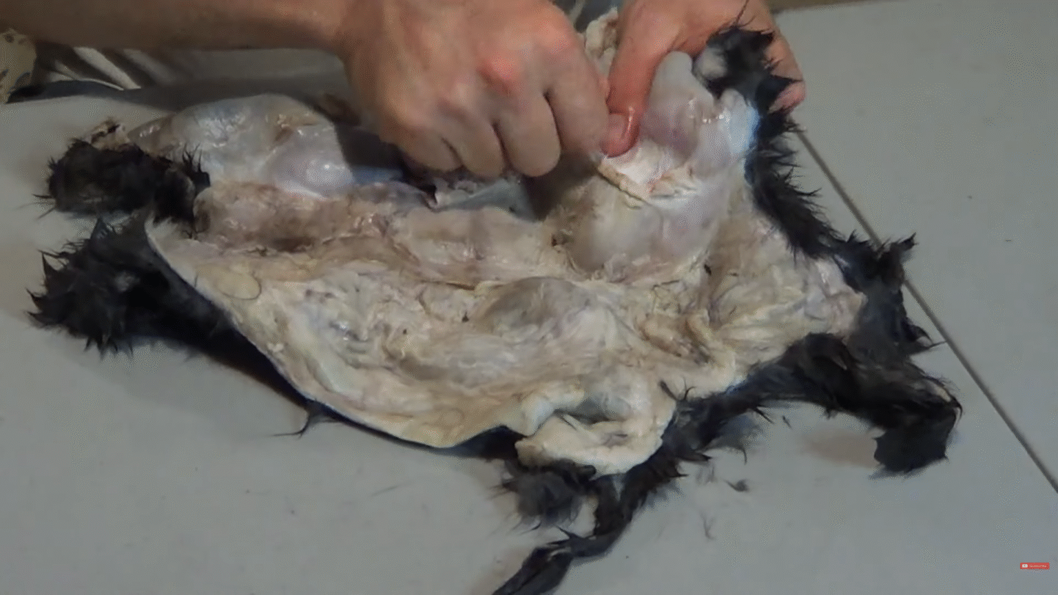 How to Tan Rabbit Hides the Simple Way (Beginner-Friendly Guide) - The ...
