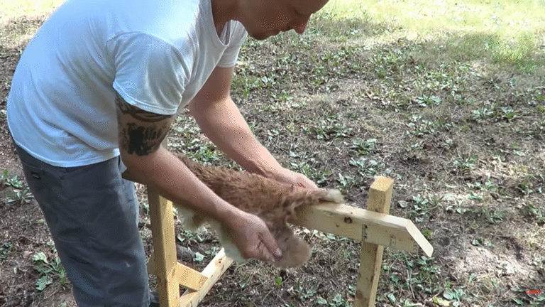 How to Tan Rabbit Hides the Simple Way (Beginner-Friendly Guide) - The ...