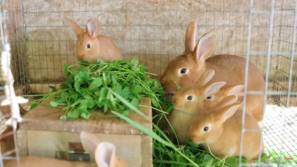 New Zealand rabbits eating fresh clover and greens from a rabbit forage plot