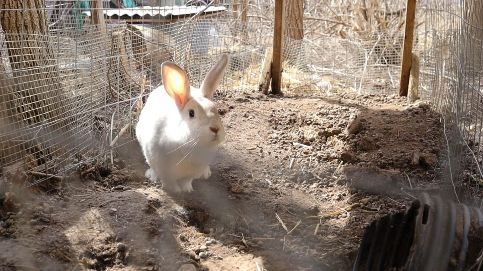 How to Build Durable Rabbit Cages for a Healthy, Professional Rabbitry ...