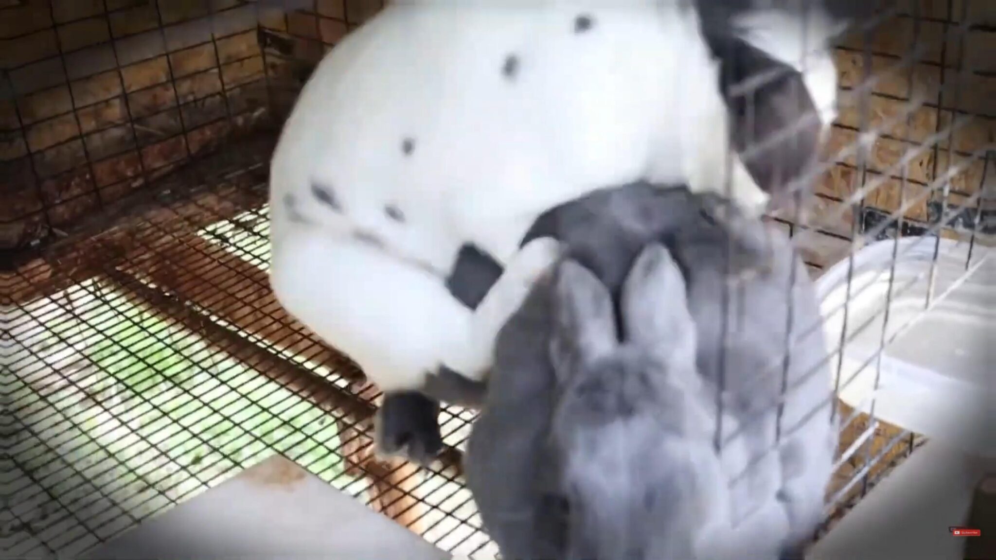 Raising Healthy Baby Rabbits: Common Mistakes to Avoid & Proven Tips ...