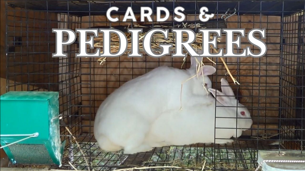 Cards & Pedigrees