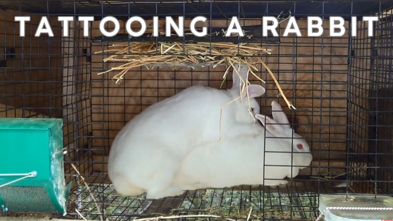 Tattooing A Rabbit