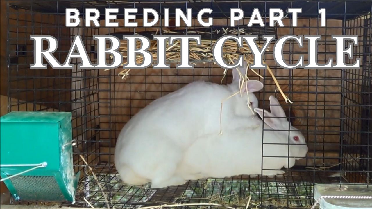 Rabbit Cycle