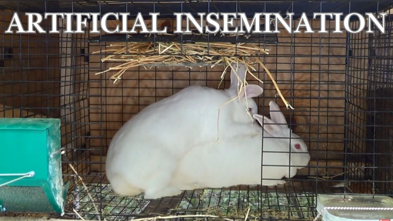 artificial insemination