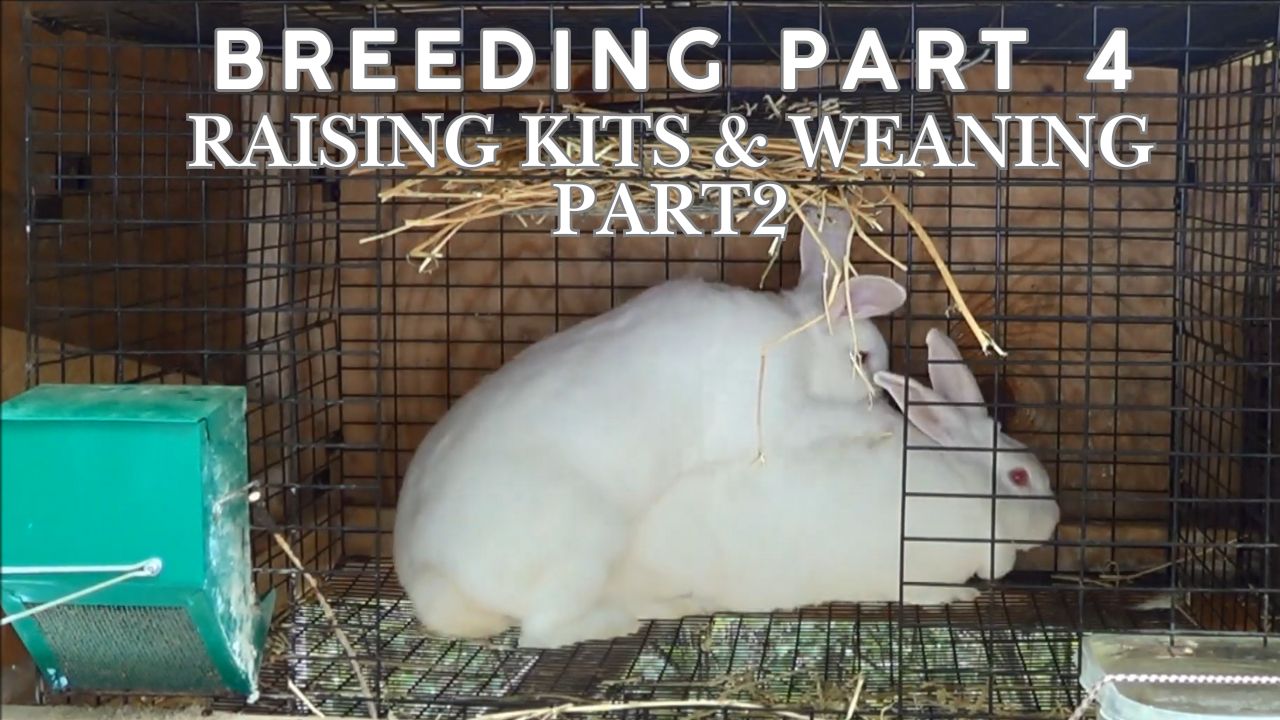 weaning part 2