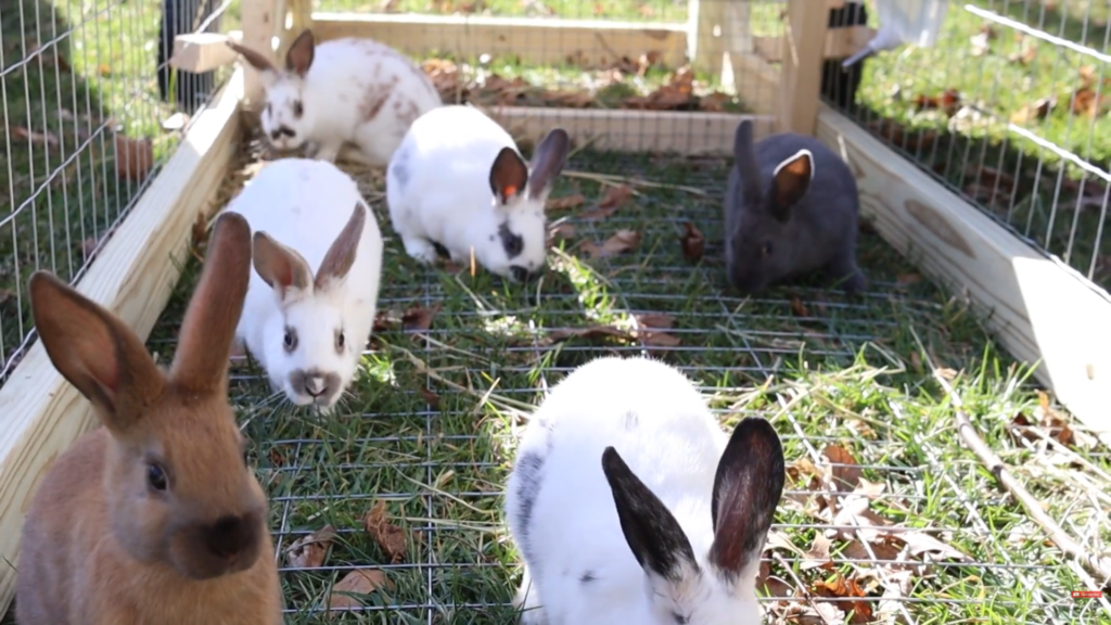 Premium New Zealand Rabbits Bred for Performance, Temperament & Beauty ...