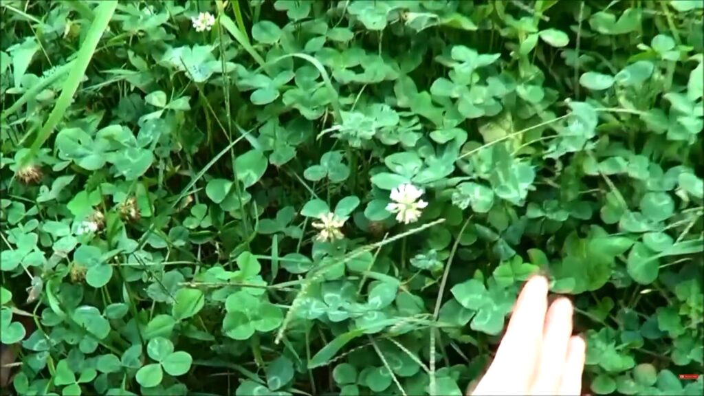 Healthy clover food plot grown to feed rabbits.
