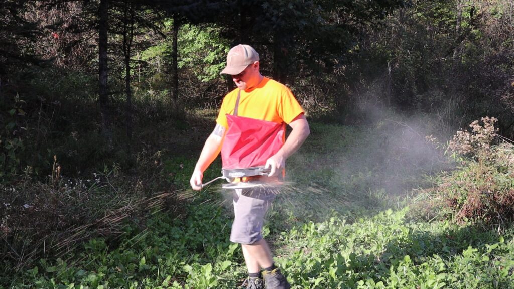 Spreading winter wheat over existing food plot.