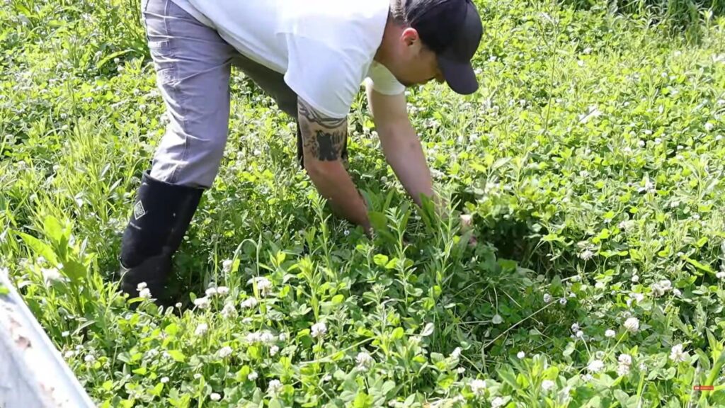 Harvesting Rabbit food from a lush food plot.