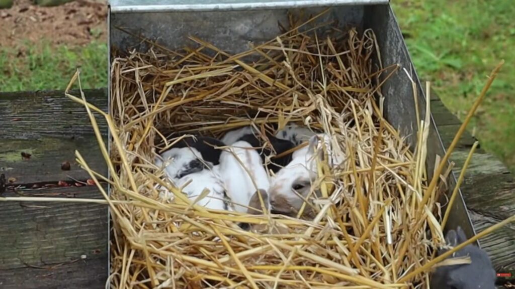 Raising Healthy Baby Rabbits Common Mistakes To Avoid Proven Tips Photo Inspiration