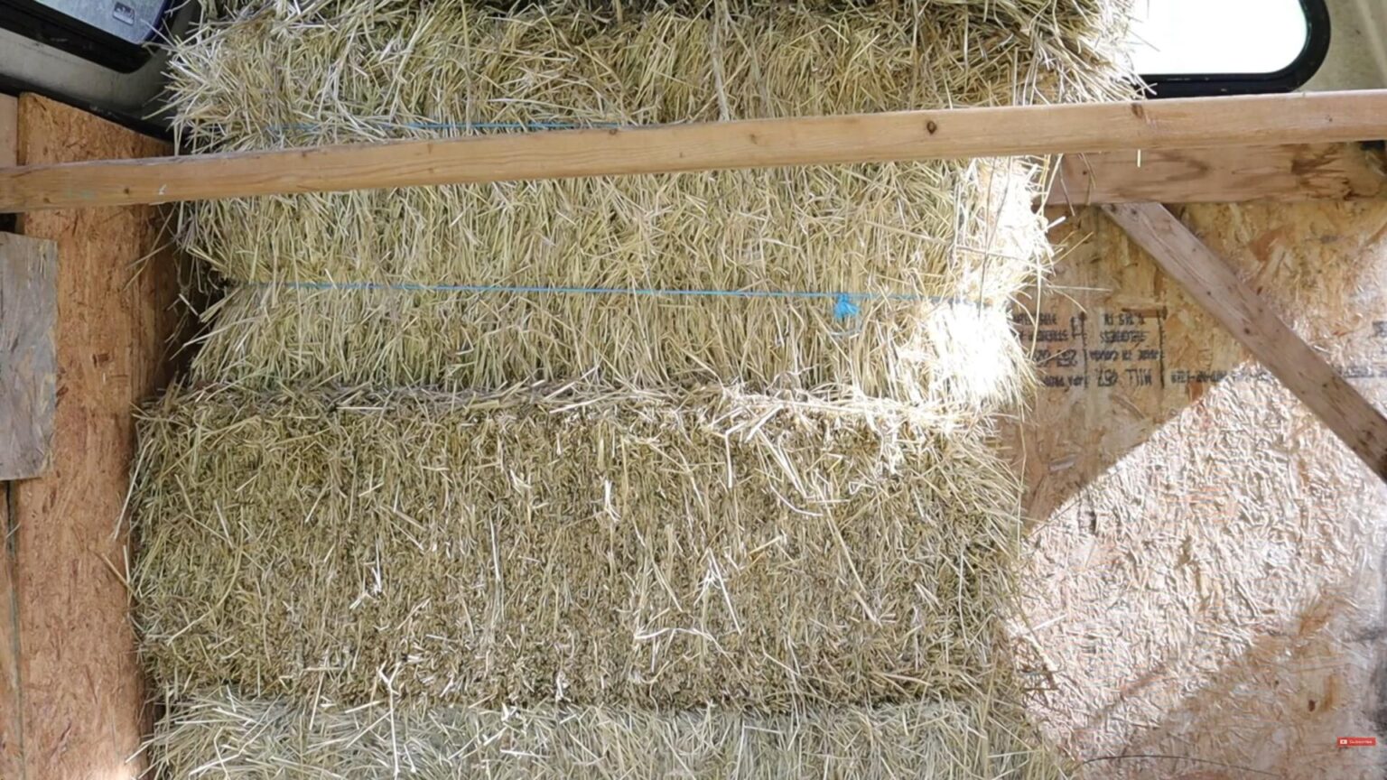 Raising Healthy Baby Rabbits: Common Mistakes to Avoid & Proven Tips ...