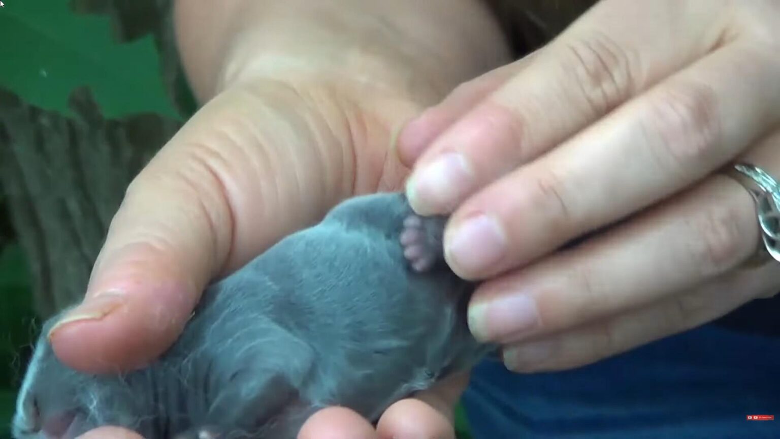 Healthy Rabbitry Raising Healthy Baby Rabbits: Common Mistakes to Avoid & Proven Tips ...