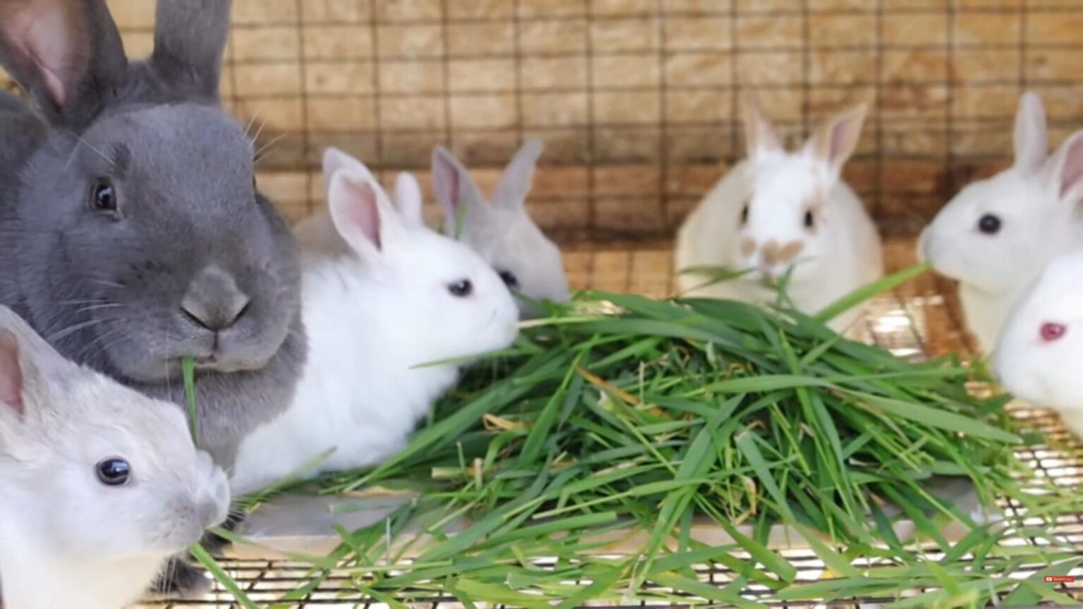 Photo inspiration: Avoiding Rabbit Health Mistakes Reference: Raising Healthy Baby Rabbits Common Mistakes To Avoid Proven Tips