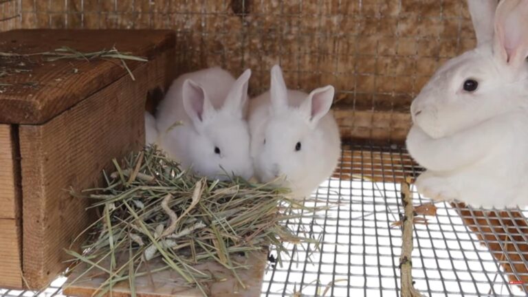Raising Healthy Baby Rabbits: Common Mistakes to Avoid & Proven Tips ...
